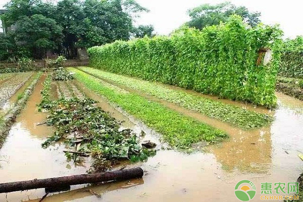 夏季雨水多發(fā)生澇害怎么辦？澇害的處理方法
