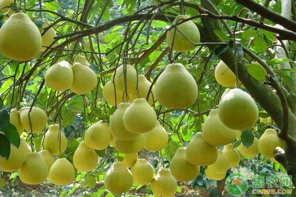 梅州金柚春季管理技術(shù)及病蟲害防治
