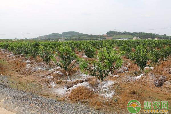夏季雨水多發(fā)生澇害怎么辦？澇害的處理方法