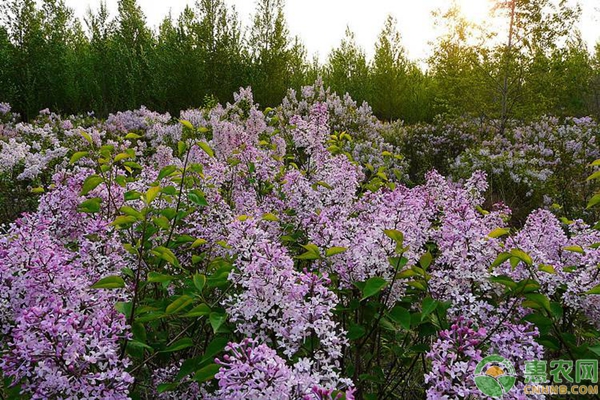 丁香花