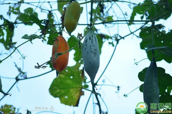 溫室中老鼠瓜的種植與養(yǎng)護技巧