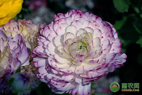 夏季不宜栽種花卉