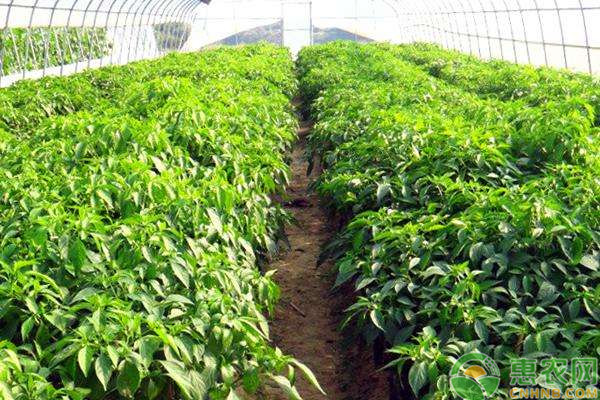 設(shè)施蔬菜水肥一體化栽培管理技術(shù)