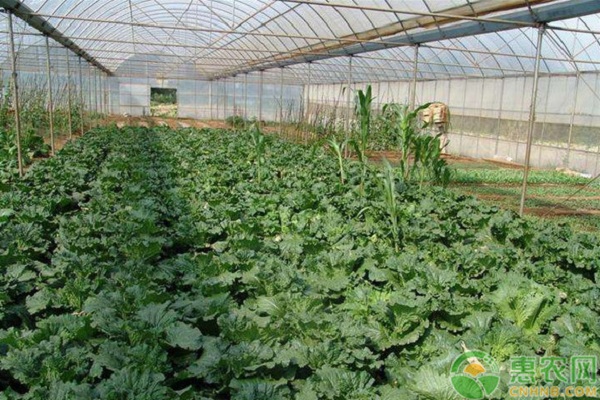 設(shè)施蔬菜水肥一體化栽培管理技術(shù)