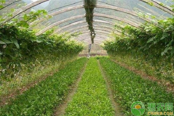 設(shè)施蔬菜水肥一體化栽培管理技術(shù)