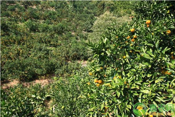 廣西地區(qū)綠色柑橘種植管理技術(shù)