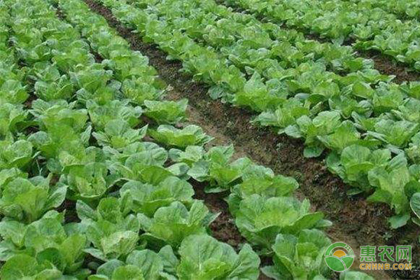 露地大白菜干燒心病的發(fā)病原因及其防治措施