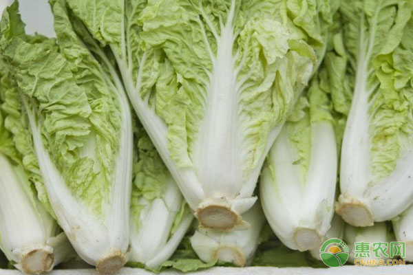 露地大白菜干燒心病的發(fā)病原因及其防治措施