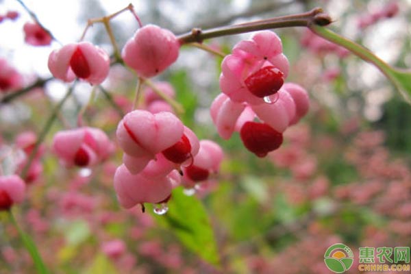 衛(wèi)矛容器育苗的關(guān)鍵技術(shù)