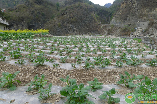 馬鈴薯地膜栽培技術(shù)