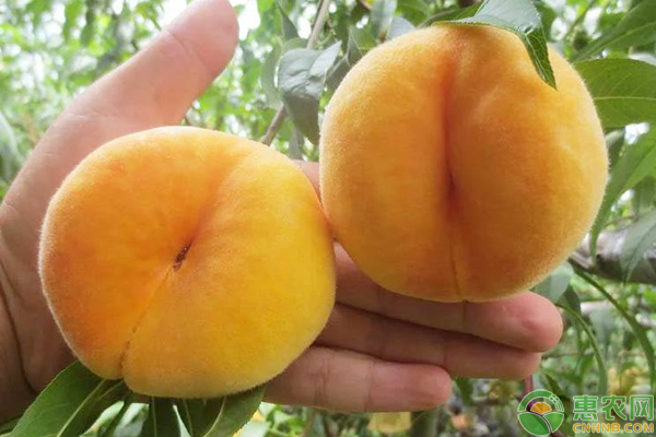 黃油蟠桃怎么栽培？西華縣黃油蟠桃栽培管理技術(shù)