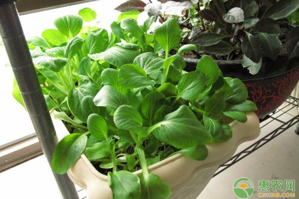 小油菜陽臺(tái)種植