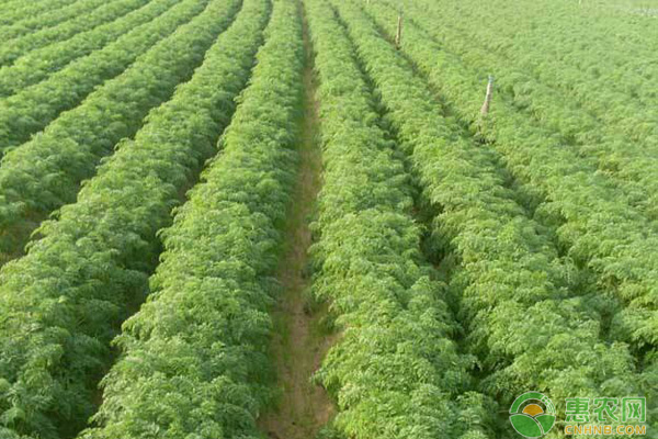 胡蘿卜種植管理