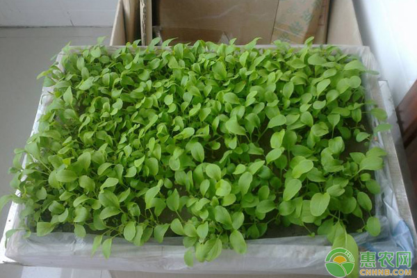 小<a href='http://www.iweekee.cn/t/116869.html' class='j-href' target='_blank'><span style='color:#FF8001'>油菜種植</span></a>