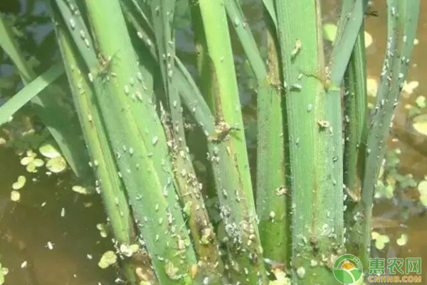 水稻卷葉螟防治