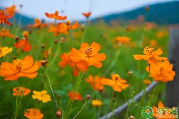 花姿美麗的硫華菊栽培養(yǎng)護技巧