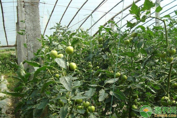 棚室蔬菜高產(chǎn)優(yōu)產(chǎn)種植的六大施肥技巧