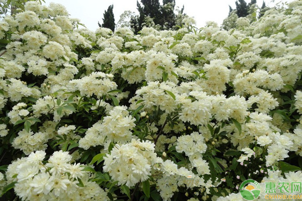 <a href='http://www.iweekee.cn/p/mxh/' class='j-href' target='_blank'><span style='color:#FF8001'>木香花</span></a>