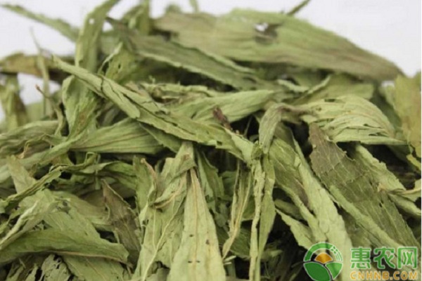 甜葉菊怎么種植？甜葉菊高效種植技術(shù)
