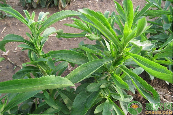 甜葉菊怎么種植？甜葉菊高效種植技術(shù)
