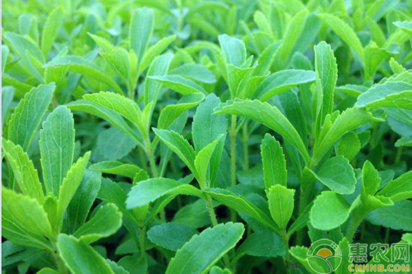 甜葉菊怎么種植？甜葉菊高效種植技術(shù)