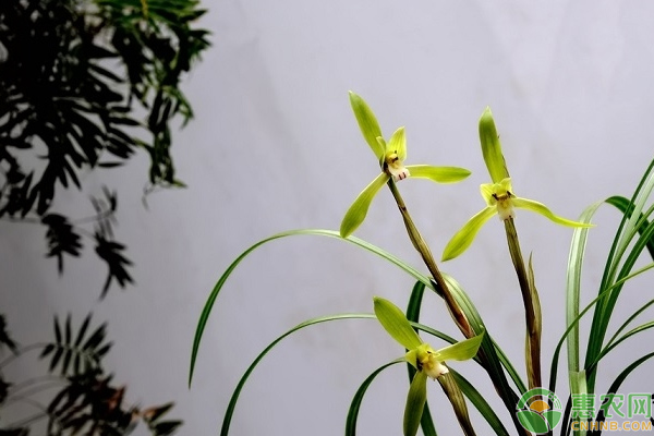 盆栽蘭花老蘆頭孵化技巧