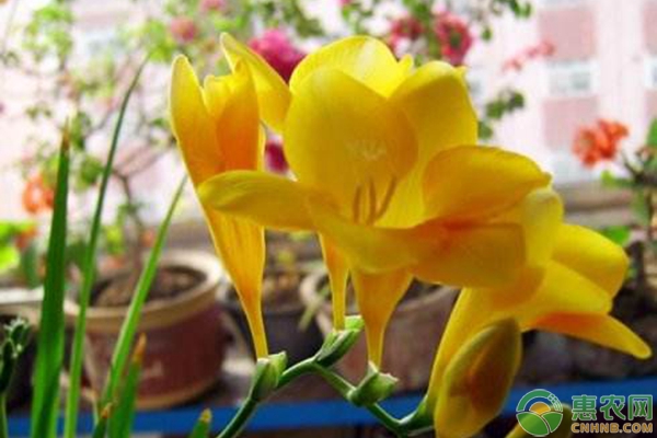 花卉換盆