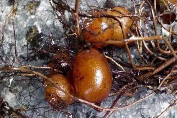 白芨的收购价格黑黄皮果收购价格石黄皮收购价格石黄皮的功效与作用