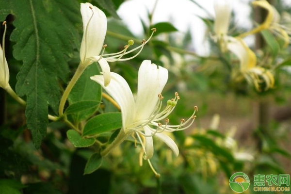 浙南山區(qū)金銀花+馬鈴薯+春大豆套種技術(shù)