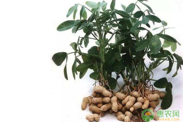 基金項(xiàng)目：河南省花生液體地膜覆蓋高產(chǎn)栽培技術(shù)