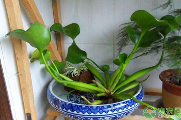 水生植物鳳眼蓮
