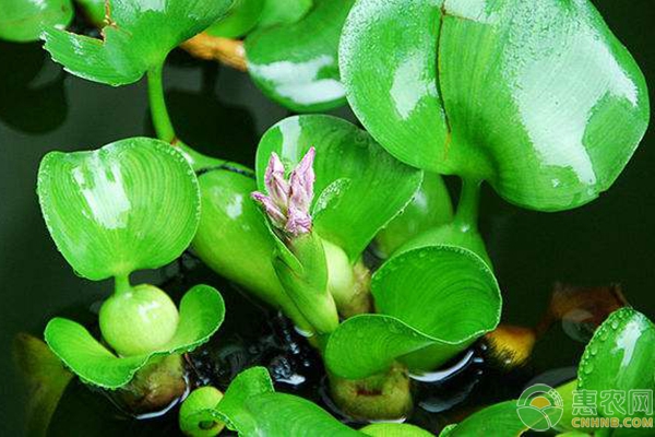 水生植物鳳眼蓮