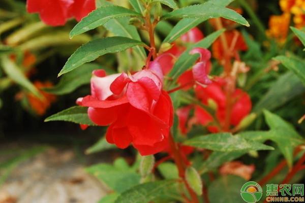 鳳仙花怎么栽培？淺談鳳仙花的栽培管理技巧