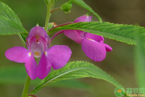 鳳仙花怎么栽培？