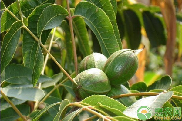 淺談果樹大樹全樹冠移植技術(shù)要點(diǎn)