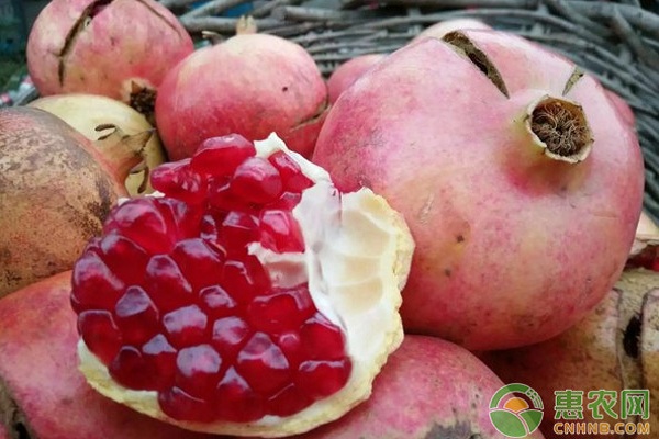 淺談棗莊石榴夏季高接換頭技術(shù)