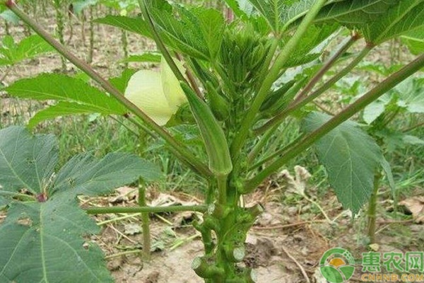 基金項(xiàng)目：黃秋葵標(biāo)準(zhǔn)化綠色栽培技術(shù)規(guī)程