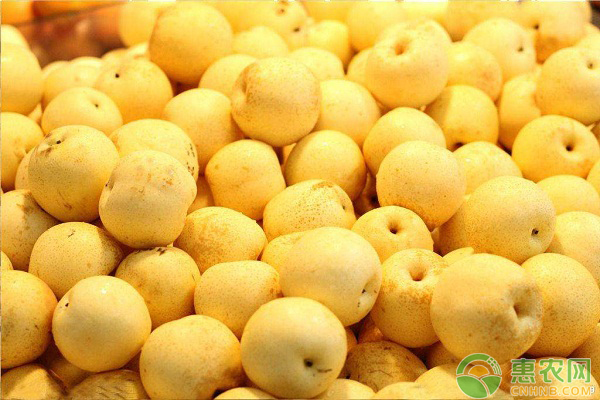 遼寧地區(qū)圓黃梨的豐產(chǎn)栽培技術(shù)
