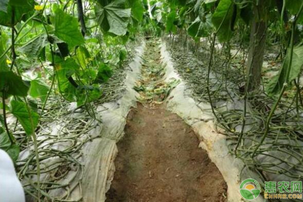 蔬菜棚室土壤長青苔的危害有哪些