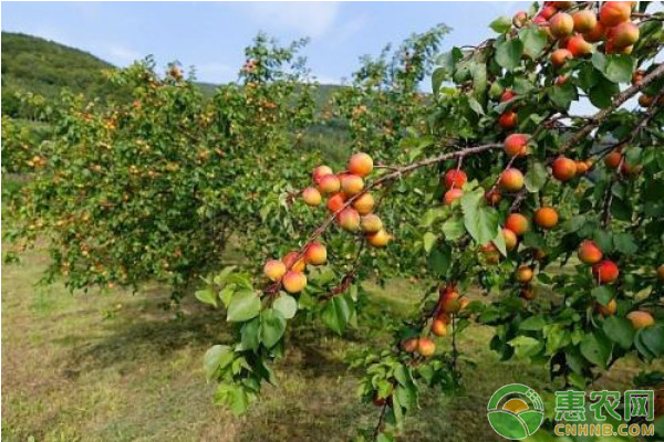 淺談果樹大樹全樹冠移植技術(shù)要點(diǎn)