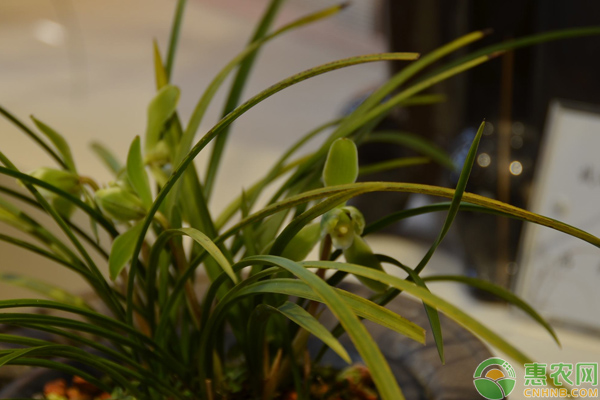 蘭花種植可以摧花嗎？