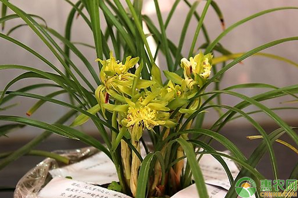 盆栽蘭花摧花技巧