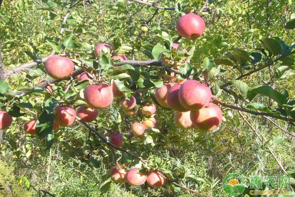 云南昭通市蘋果落花落果的原因及防治措施