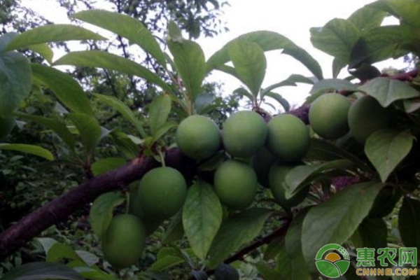 遼寧鳳城山區(qū)吉勝李引種栽培表現(xiàn)及種植技術(shù)要點