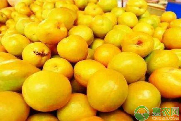 甘肅敦煌李光杏品種介紹及高效栽培技術(shù)