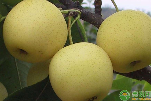 灌陽(yáng)雪梨高產(chǎn)高質(zhì)栽培管理技巧