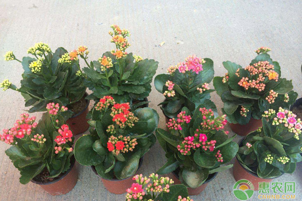 長(zhǎng)壽花養(yǎng)護(hù)