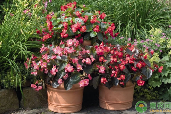 養(yǎng)花好物