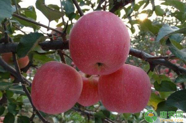 蘋(píng)果果實(shí)膨大期如何施肥？蘋(píng)果果實(shí)膨大期施肥要點(diǎn)