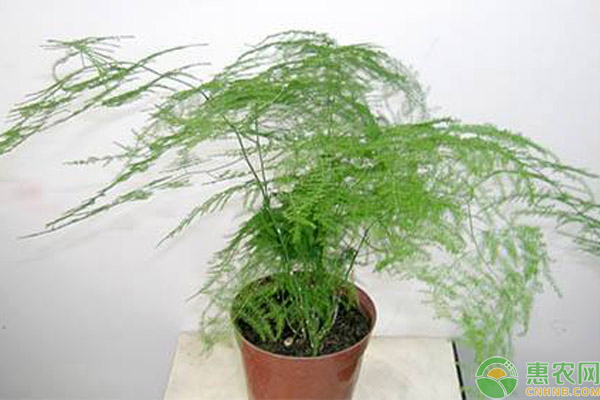 <a href='http://www.iweekee.cn/t/137105.html' class='j-href' target='_blank'><span style='color:#FF8001'>文竹養(yǎng)護</span></a>